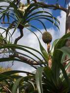 Image of Pandanus montanus Bory