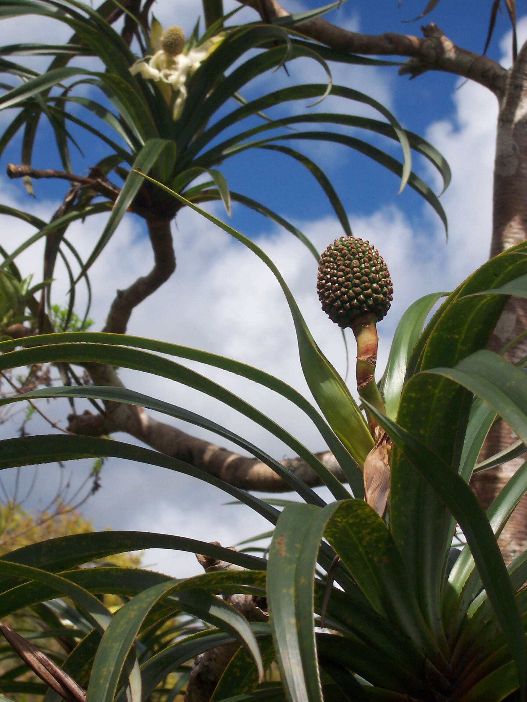 Image of Pandanus montanus Bory