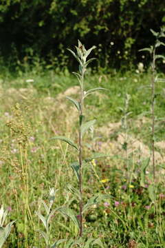 Plancia ëd Centaurea phrygia subsp. salicifolia (M. Bieb. ex Willd.) A. D. Mikheev