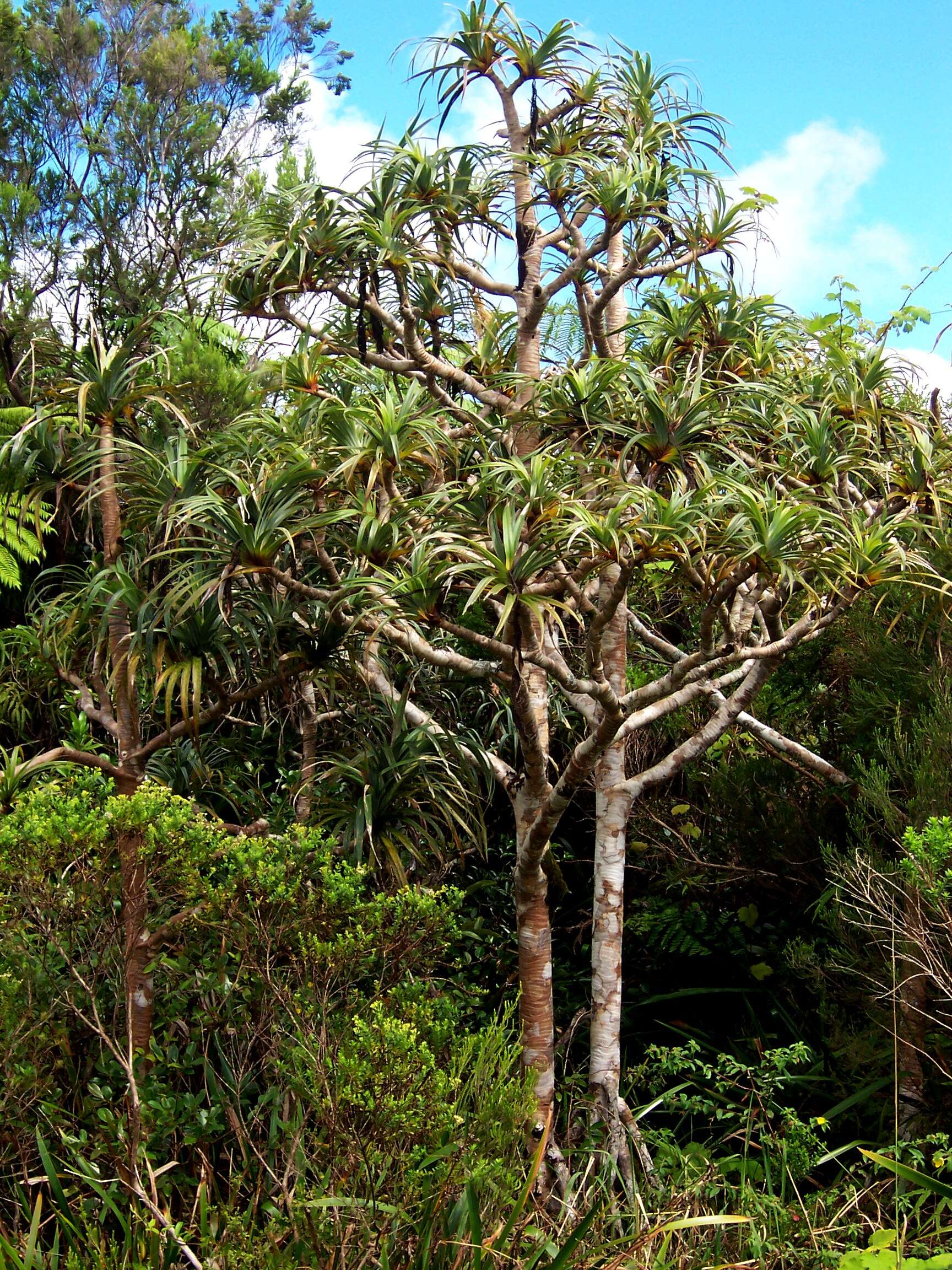 Image of Pandanus montanus Bory