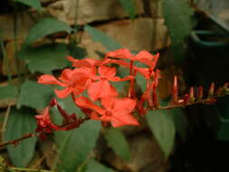 Imagem de Plumbago indica L.