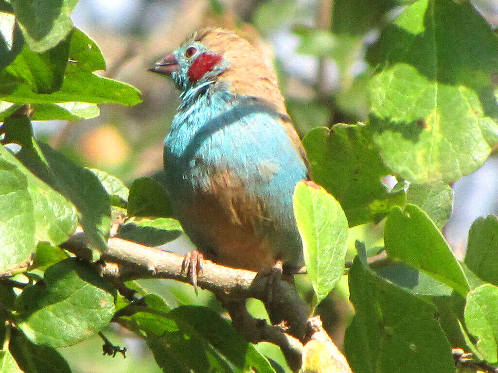 Image of Red-checked Cordon-bleu