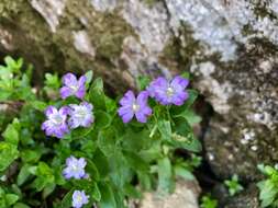 Imagem de Epilobium gunnianum Hausskn.