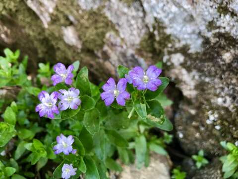 Imagem de Epilobium gunnianum Hausskn.