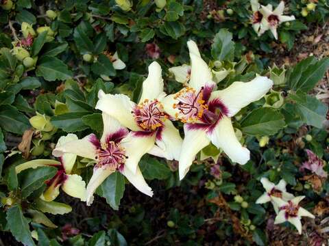 Image of rosemallow