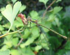 Image of Chalcolestes Kennedy 1920