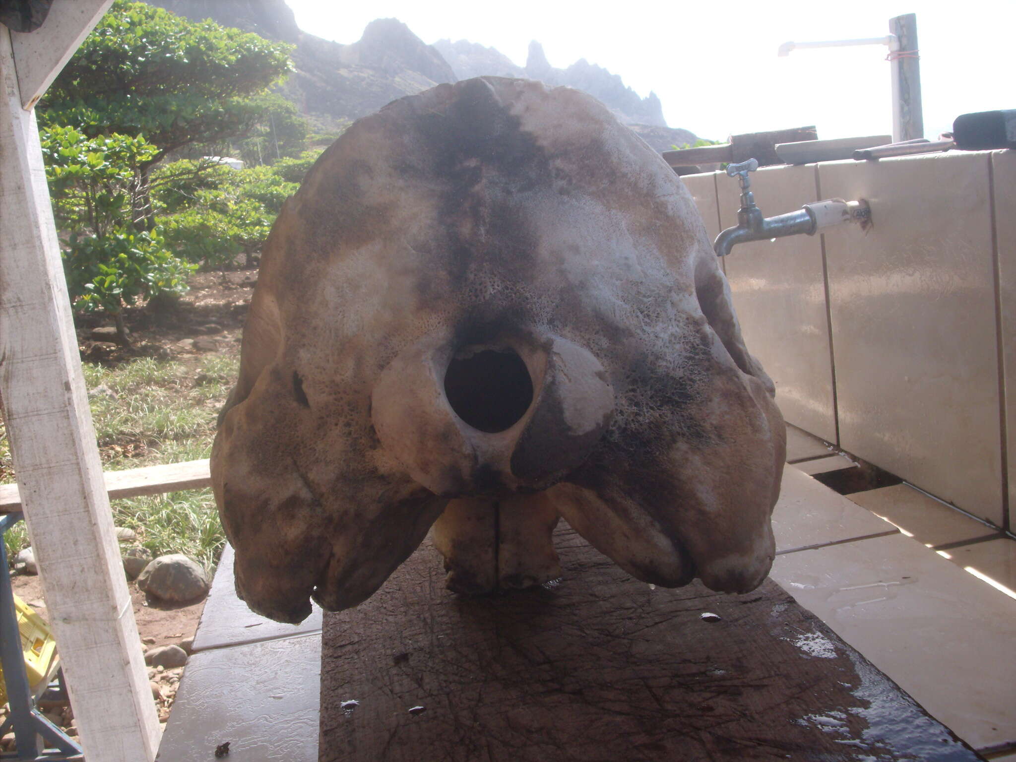 Image of Cuvier's Beaked Whale