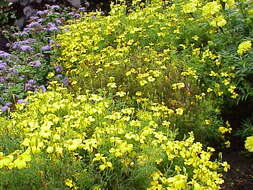 Tagetes tenuifolia Cav. resmi