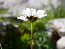 Слика од Leucanthemum halleri (Suter) Polatschek