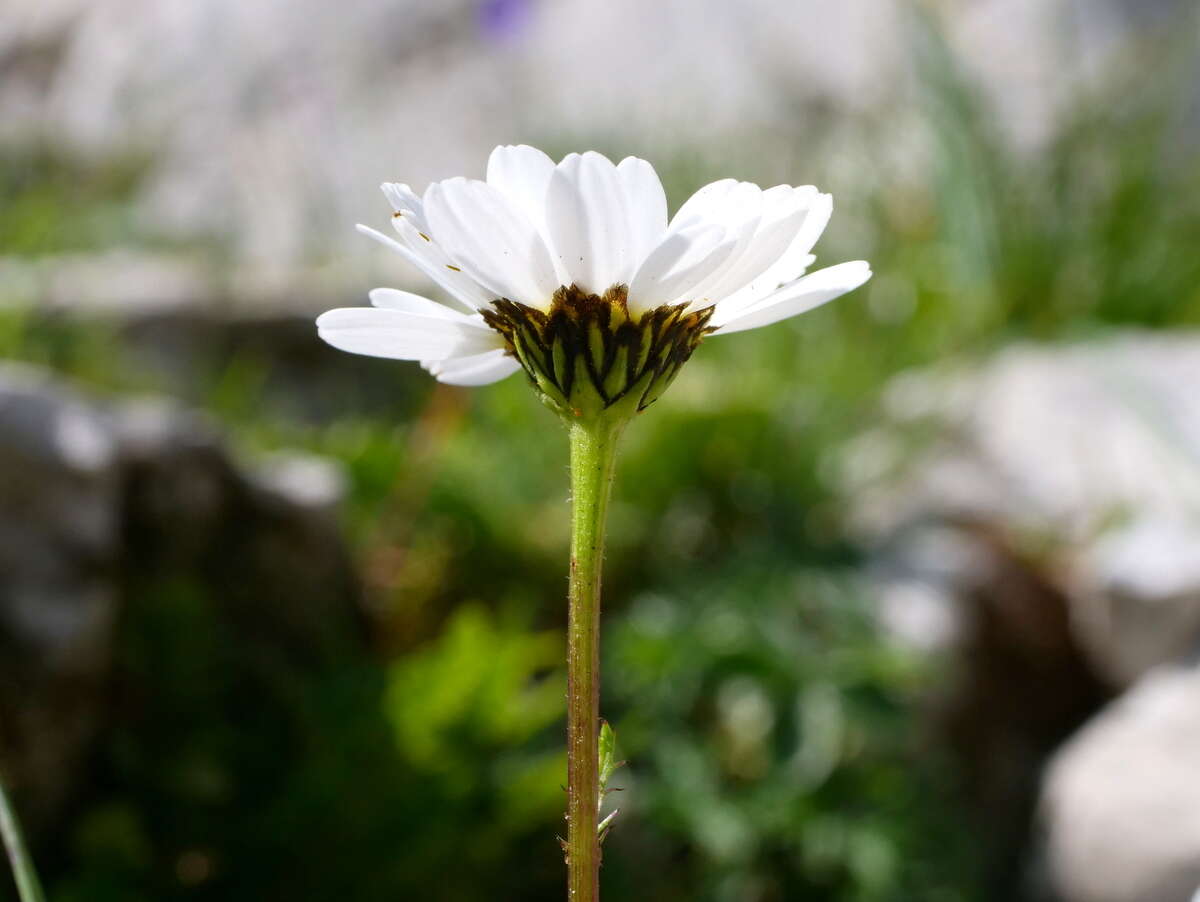 Слика од Leucanthemum halleri (Suter) Polatschek