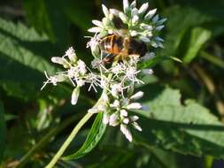 Image of Eupatorium japonicum Thunb.