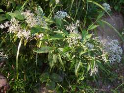 Image of Eupatorium japonicum Thunb.