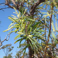 Image of Grevillea mimosoides R. Br.
