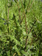 Image of Brassica rapa subsp. oleifera