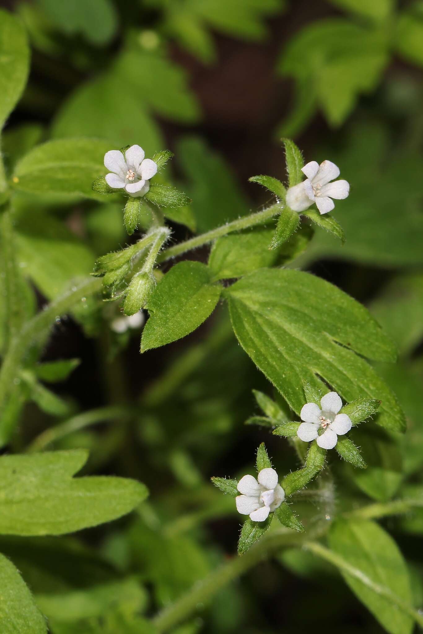 Image de Phacelia ranunculacea (Nutt.) Constance