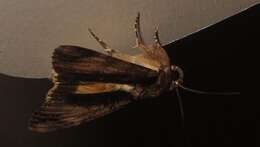 Image of Ulotrichopus primulina Hampson 1902