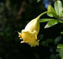 Image of chalice vine