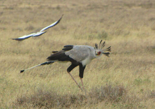 Sagittariidae resmi