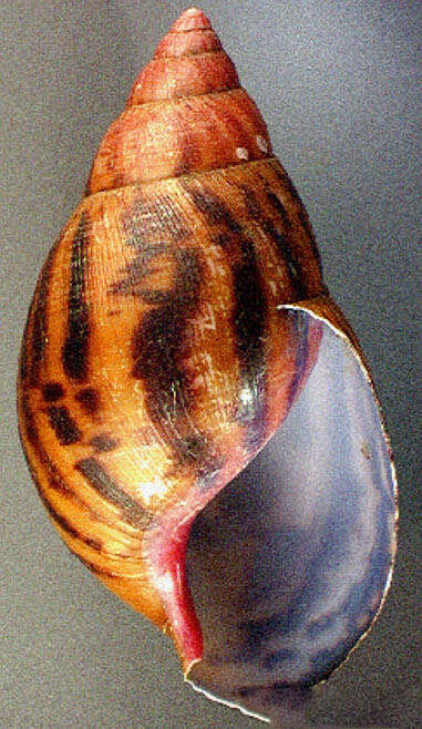 Image of giant Ghana tiger snail