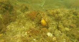 Image of Horseshoe butterflyfish