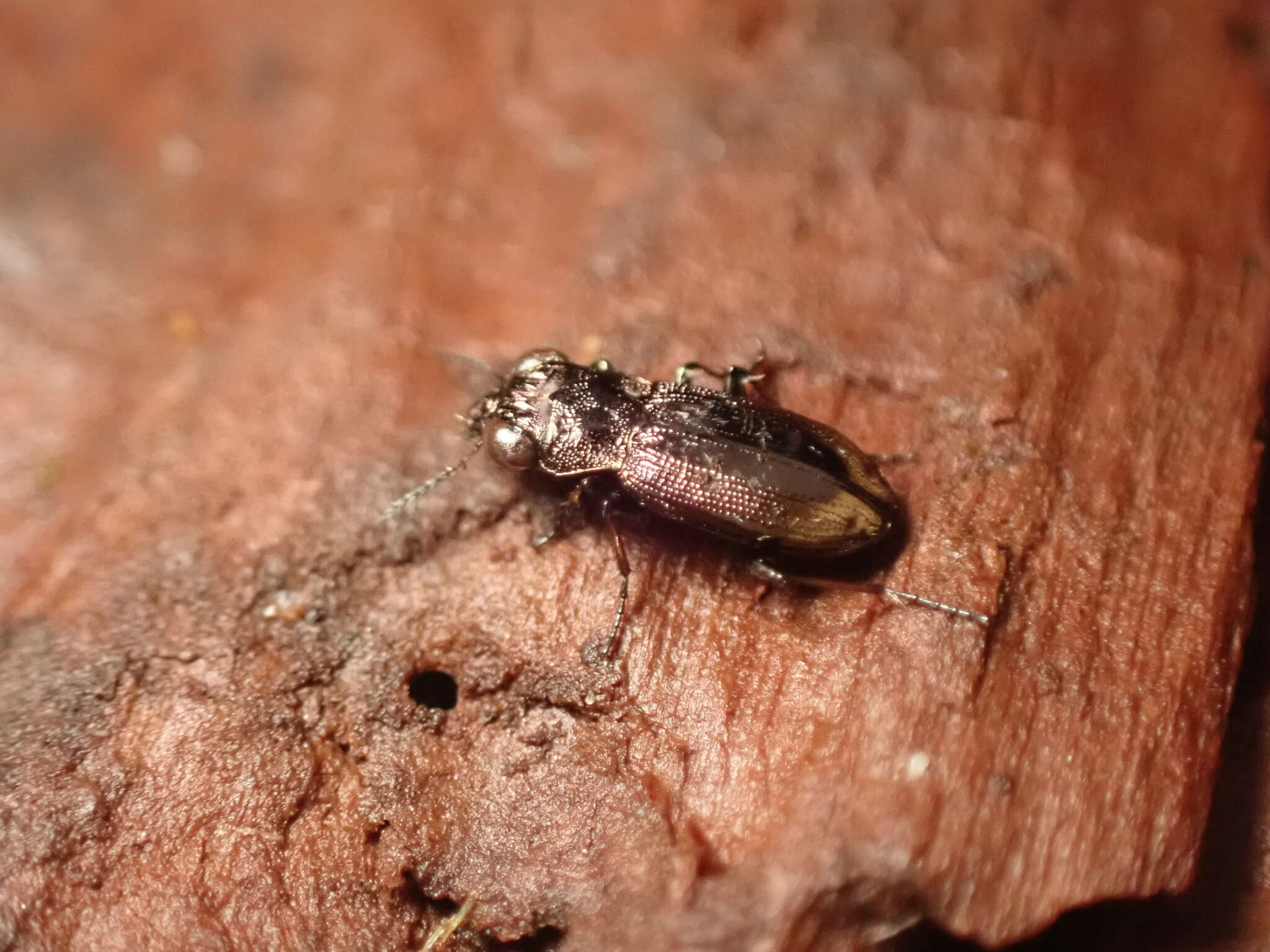 Image of Big-Eyed Bronze Beetle