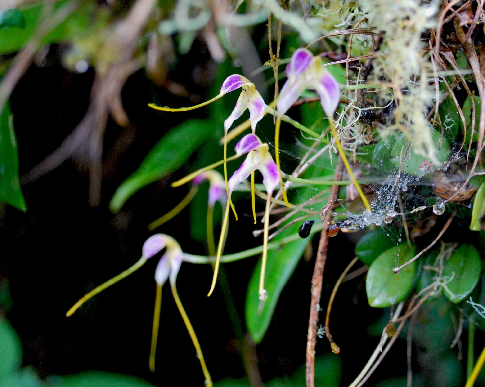 Image de Masdevallia estradae Rchb. fil.