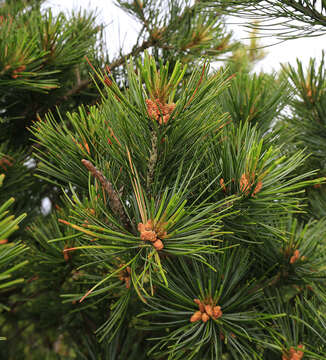 Imagem de Pinus koraiensis Siebold & Zucc.