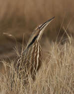 Image of American Bittern