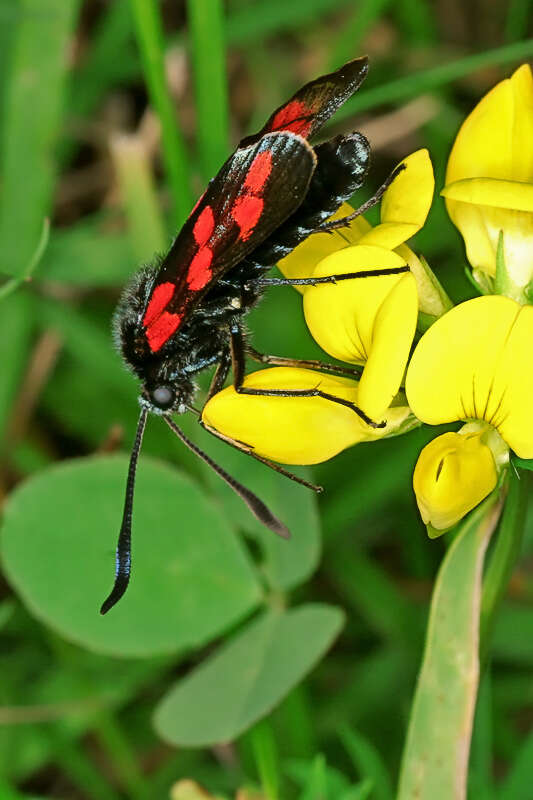 Image of Zygaena carniolica Scopoli 1763