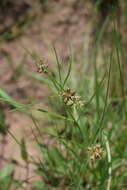 Image of Sisyranthus macer (E. Mey.) Schltr.