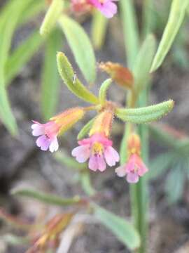 Image of Brewer's Monkey-Flower