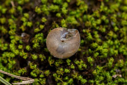 Imagem de Ashfordia granulata (Alder 1830)