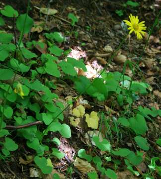 Imagem de Doronicum orientale Hoffm.