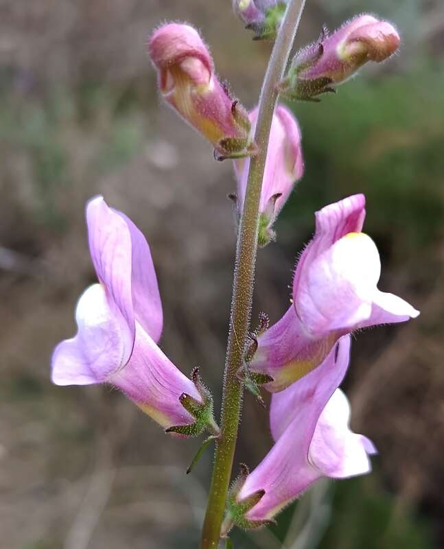 Plancia ëd Antirrhinum controversum Pau