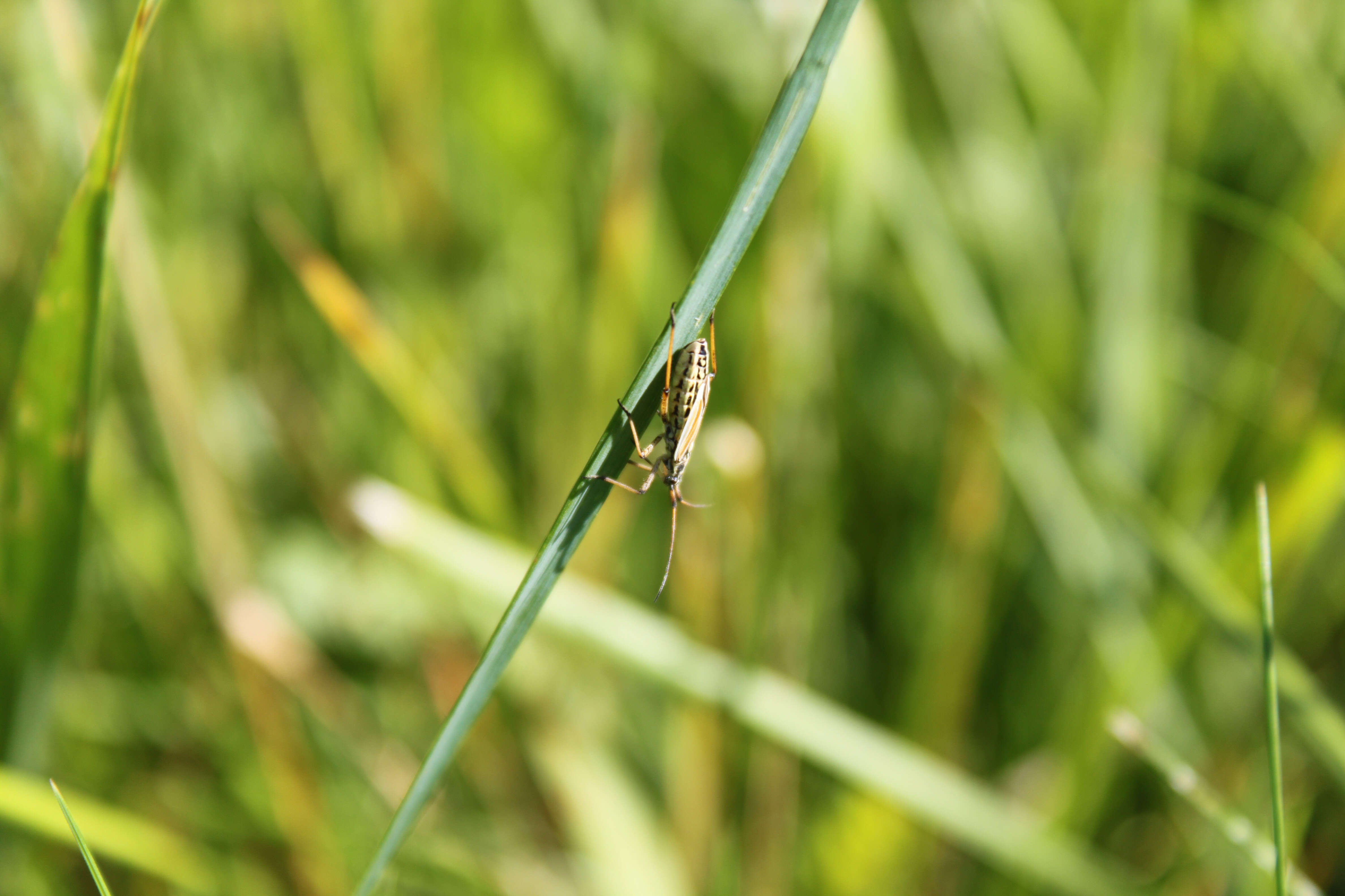 Leptopterna dolabrata (Linnaeus 1758)的圖片