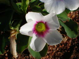 Image of Oxalis flava var. fabifolia (Jacq.) Dreyer & Oberl.