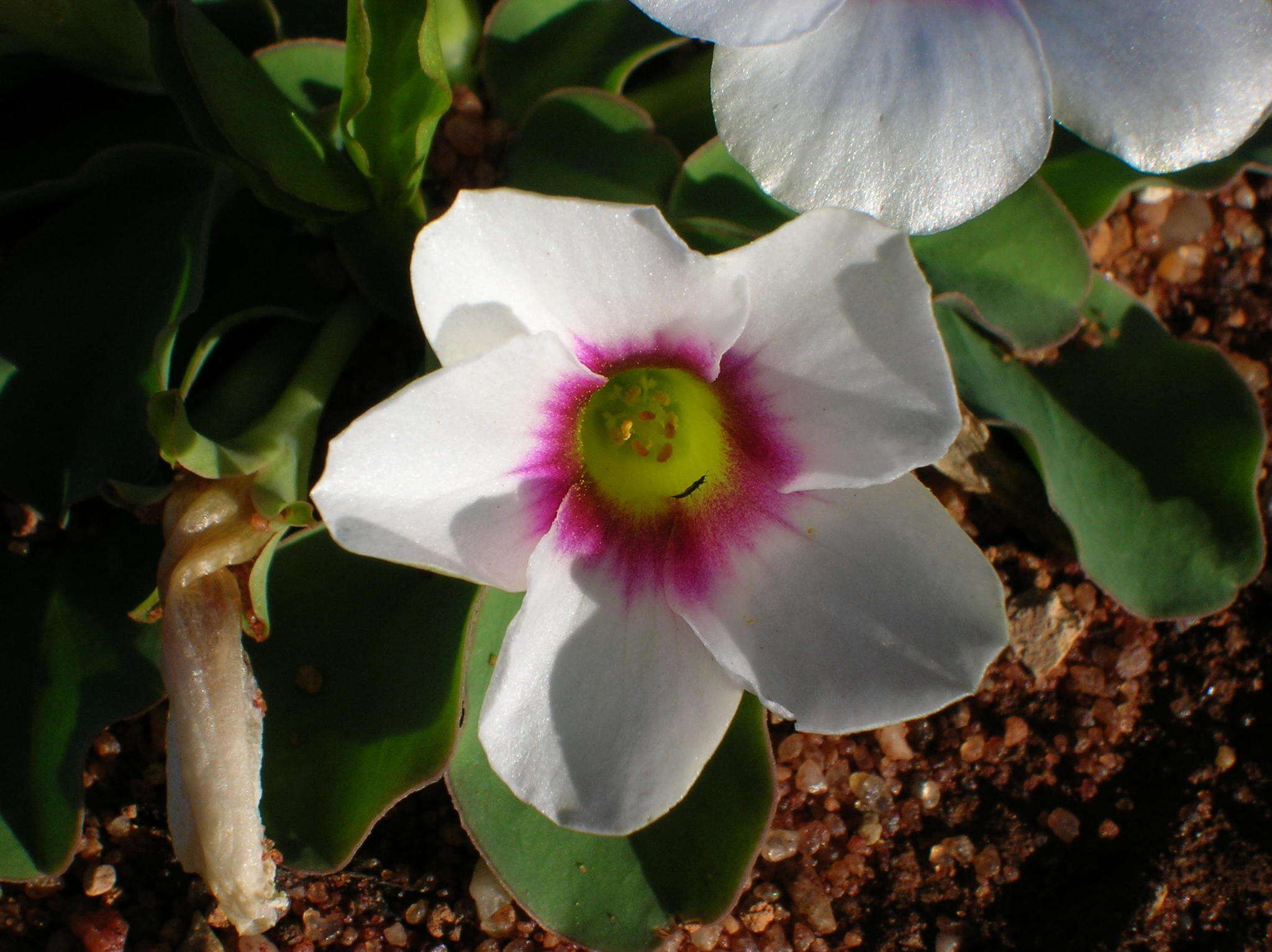 Image de Oxalis flava var. fabifolia (Jacq.) Dreyer & Oberl.