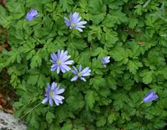 Image of blue anemone