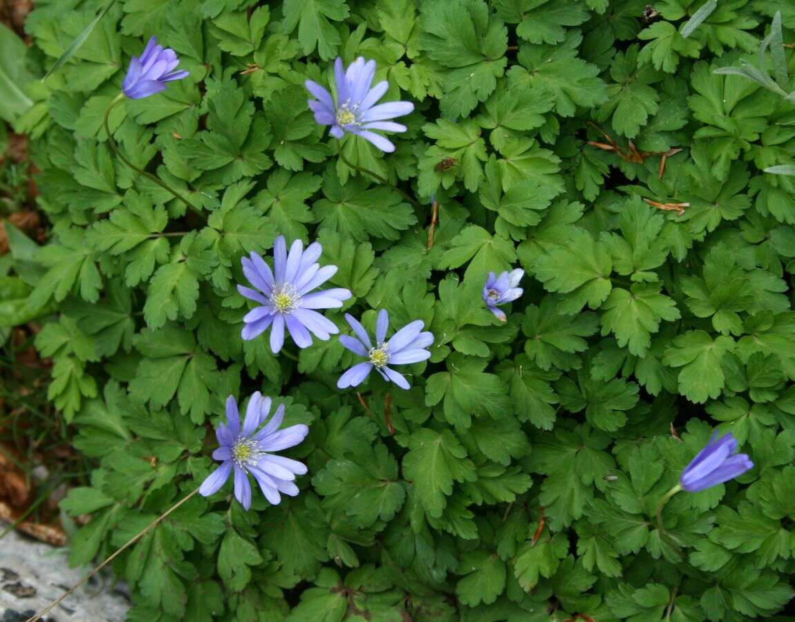 Image of blue anemone