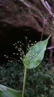 Image of Panicum brevifolium L.