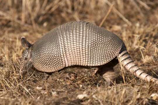 Image of long-nosed armadillos