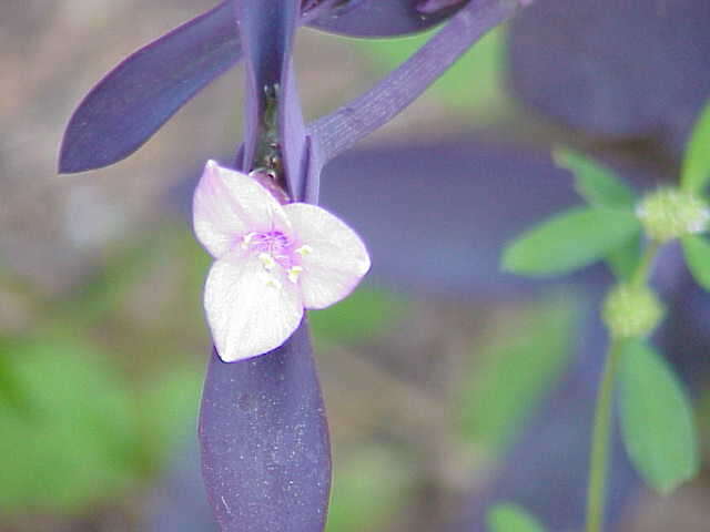 Image of purple heart