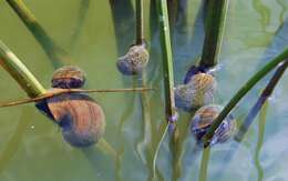 Image of Giant applesnail