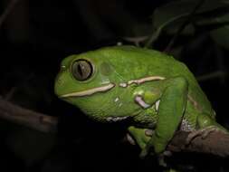 Image of painted-belly leaf frog