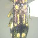 Image of Agrilus scitulus Horn 1891