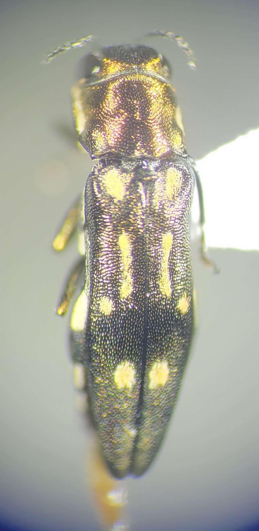 Image of Agrilus scitulus Horn 1891