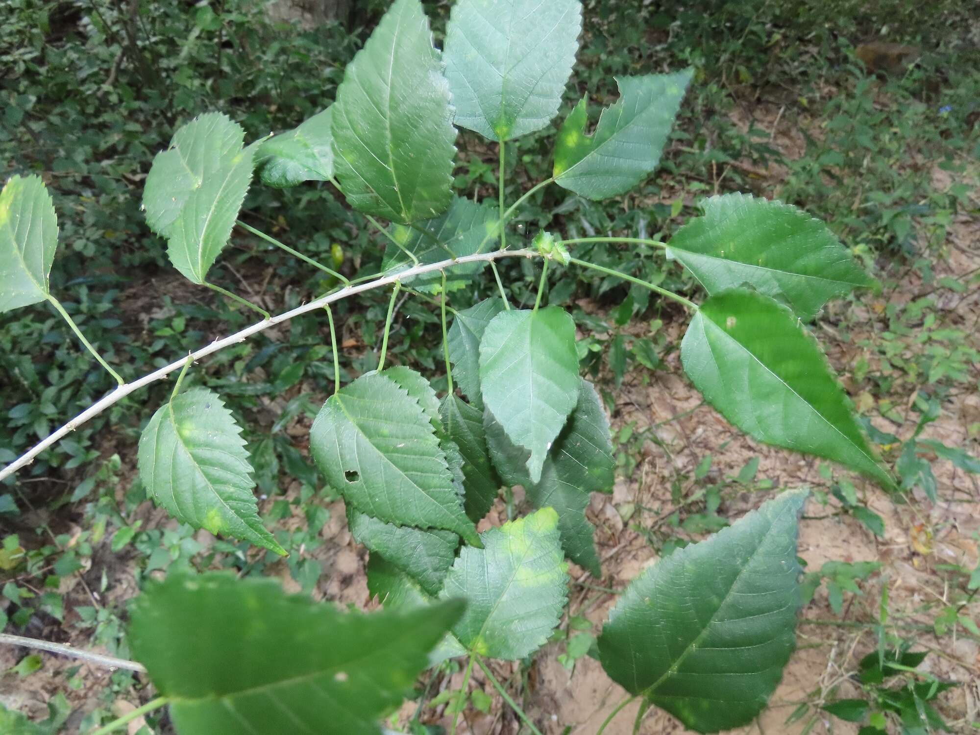 Image of Acalypha glabrata f. glabrata