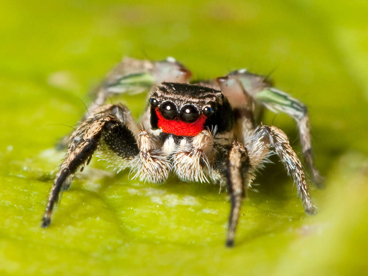 Image of Habronattus coecatus (Hentz 1846)