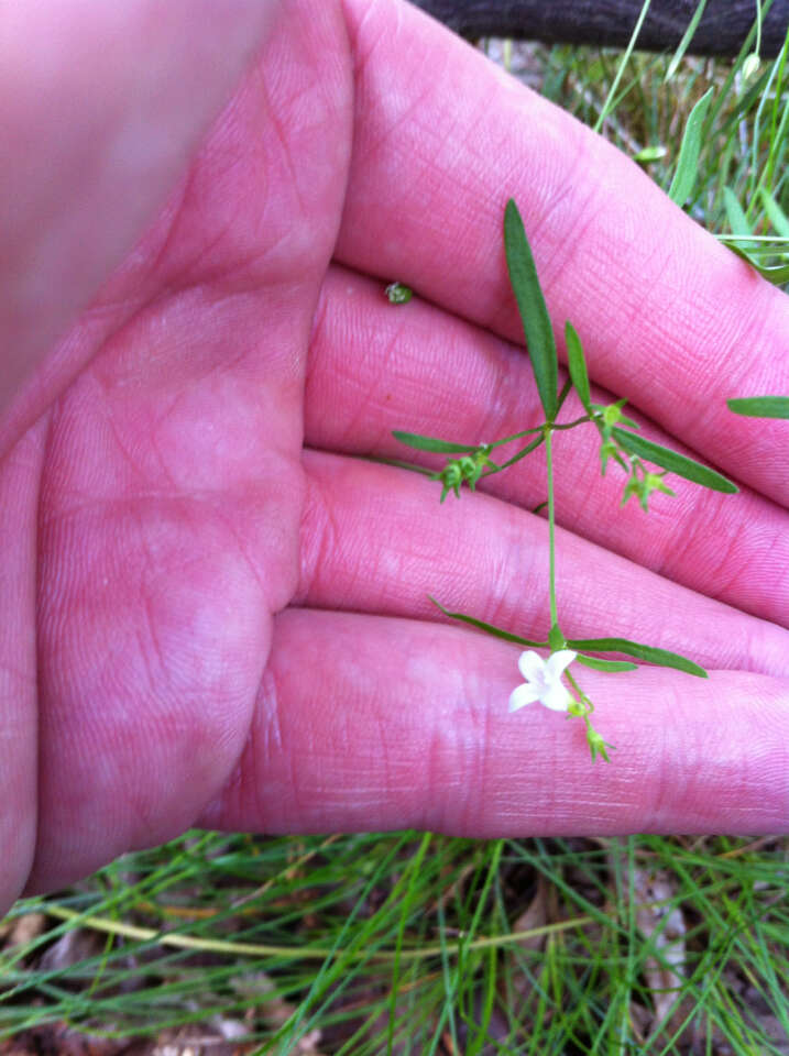 Image of longleaf summer bluet