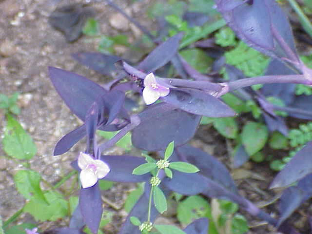 Image of purple heart